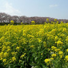 幸手桜堤(権現堂公園)