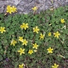 Oxalis corniculata　カタバミ