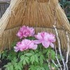 新春の鎌倉