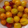 野菜達が雨疲れの件