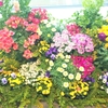 「花と緑で楽しむアートクラフト展　in 東京」に行ってきました