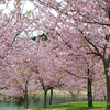 Part 1　新潟県立植物園の春の外周散歩