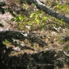 青いワンピース新幹線