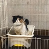 猫の軟便て食べたもの