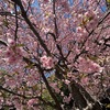 春風を詠んだ短歌１　　藤沢龍口寺では早咲きの桜が満開になりました．　春風の音にし出なばありありて今ならずとも君がまにまに　大伴家持　　花のいろは霞にこめて見せずとも香をだにぬすめ春の山風　良岑宗貞（遍昭）　　春風に立ちいでて見れば上野（かみつけ）や黒髪山に雪残る見ゆ　正岡子規　　願わくばわれ春風に身をなして憂ひある人の門（かど）をとはばや　佐佐木信綱　　春の風ほがらに吹けばひさかたの天の高低（たかひく）に凧が浮かべり　斎藤茂吉　　