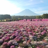山梨・富士山と芝桜①・5,03