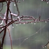 久々の雨