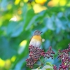 2020.10.27　神戸森林植物園で”ムギマキ”を....12選