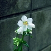 おやっ、白花だよ！ 北岳ミヤマハナシノブにこんな花色が出るなんて！！