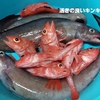 今日も立派な魚が届きました。