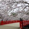 弘前公園桜まつり　中止