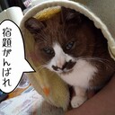 がんばれ中学生　by はちわれぱんだ