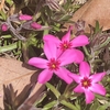 花々の故郷への祈り