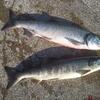 【絶好調の鮭釣り】人の少ないマイナーポイントにアキアジの大群発見