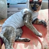 猫不妊手術退院。