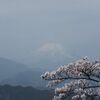 春本番の高尾山から日影沢散策 2024.4.13