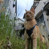 雷こわい