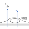 顕微鏡シリーズ～微分干渉顕微鏡（DIC）～