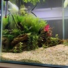アルテルナンテラレインキーを植栽