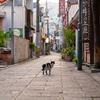 地元繁華街のねこさん