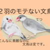 モテる文鳥？モテない文鳥？