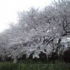 浦安の一戸建ての大きな桜