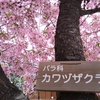 桜前線の魅力を堪能：東寺の河津桜が満開🌸