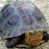 亀さんでも大丈夫🫩