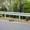 屋久島いわさきホテル　西部林道　運転できない男子その2w 2018屋久島紀行その13