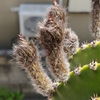 花芽が成長している短毛丸