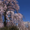 題名「快晴に咲く」