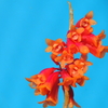 Dendrobium  lawesii f.bicolor