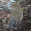 冬の緑地公園の野鳥