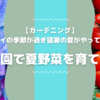 【収穫を楽しむ】アジサイの季節が過ぎ猛暑の夏がやってきた…家庭菜園で夏野菜を育てよう！
