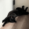 猫の防災対策ガイド：災害時に必要な備えと避難方法