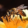 蜜蜂（ミツバチ）のダンス