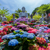 紫陽花大仏〜奈良壺阪寺〜あじさい回廊