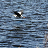餌を飲み込んで手賀沼湖面を飛ぶアオサギ