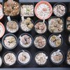 多肉植物の防寒対策3