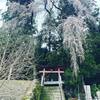 十二神社の枝垂れ桜が見ごろを迎えています。