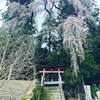 十二神社の枝垂れ桜が見ごろを迎えています。