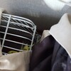 朝のインコ
