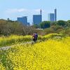 今年も堤防に咲く菜の花が見頃になりました