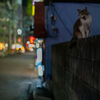 近隣繁華街のねこさん