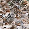 里山の野鳥