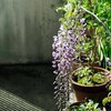 フジの開花状況