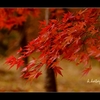 安曇野　紅葉　【木曽 の紅葉】 その一　木曽の架け橋