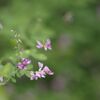 明月院 の花々