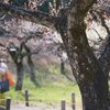 春を待つ 大倉山公園