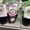 【ガーデニング】【家庭菜園】クリスマスローズを植え替えました
